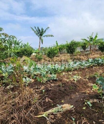 Tanah  cocok untuk Villa Rumah atau Kebun di Cikahuripan